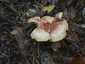 Bársonyos fapereszke (Tricholomopsis rutilans), Őrség